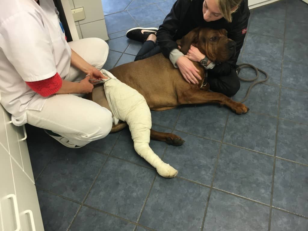 Hund Tosa bekommt den Verband nach dem Kreuzbandriss abgenommen.